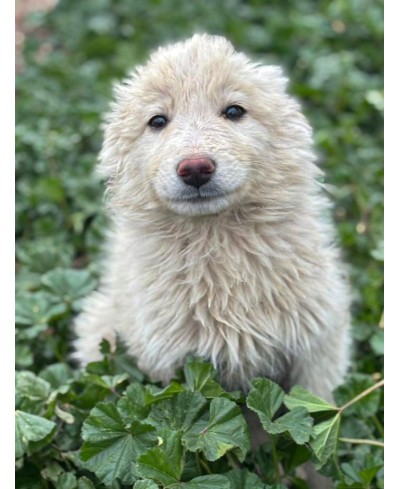 WOOLY