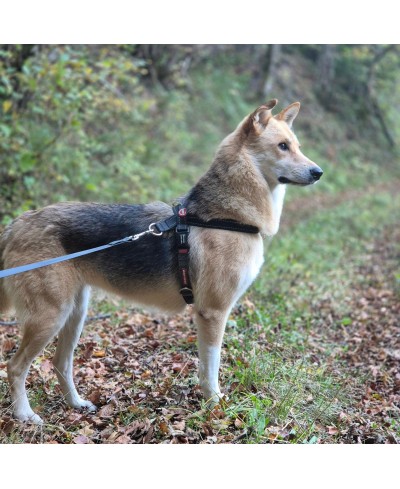 LUCY (adoptée)