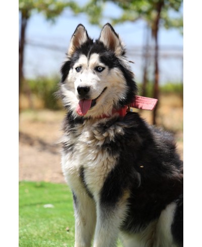 DAKOTA