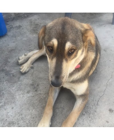 NALA