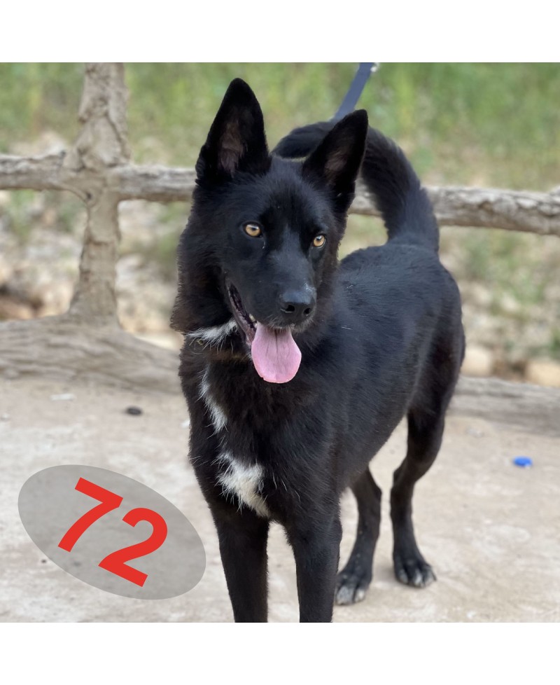 DIESEL (adopté)