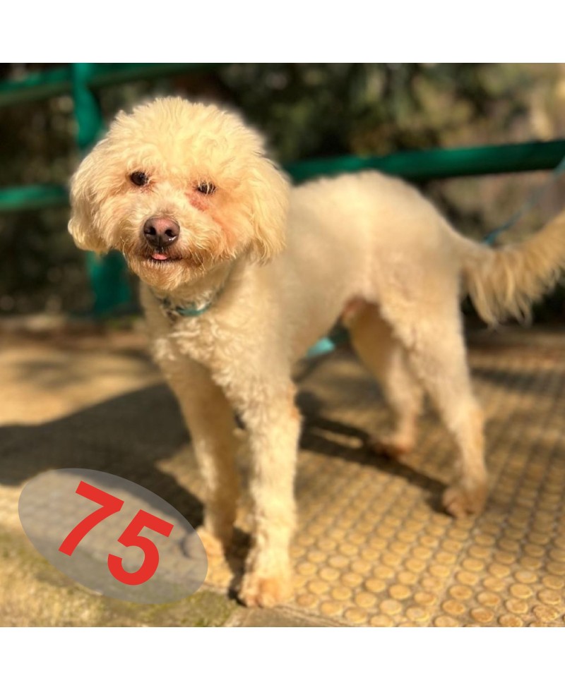 BENJI (adopté)
