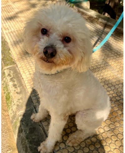 BENJI