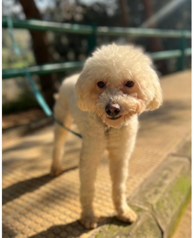 BENJI