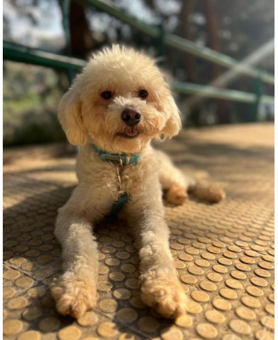 BENJI