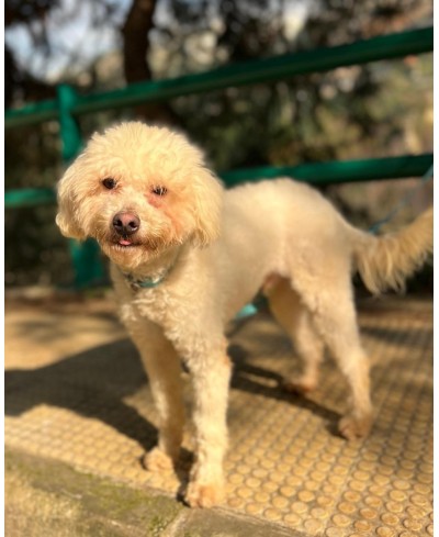 BENJI