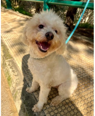 BENJI