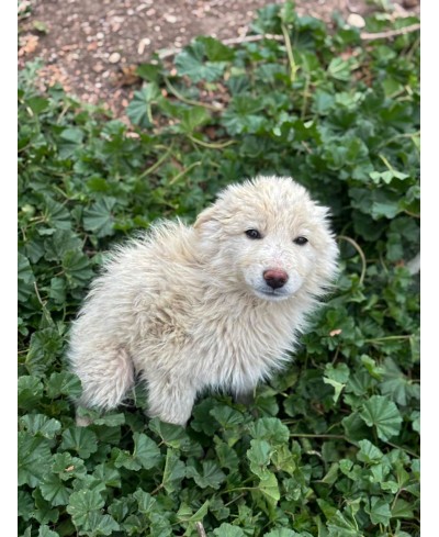 WOOLY
