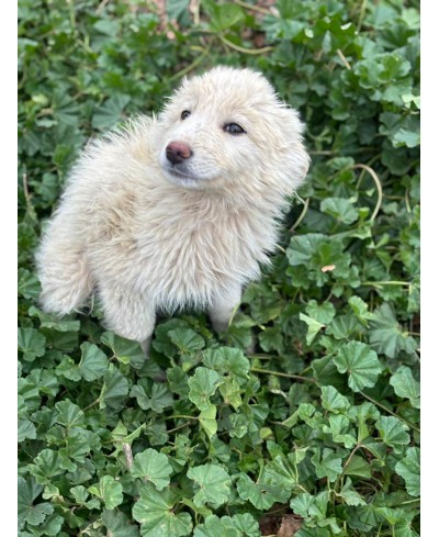 WOOLY