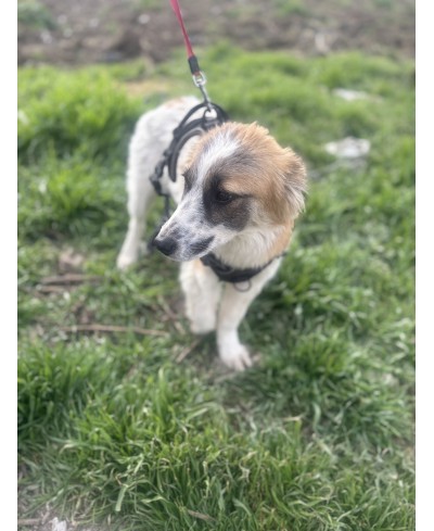 PATCH
