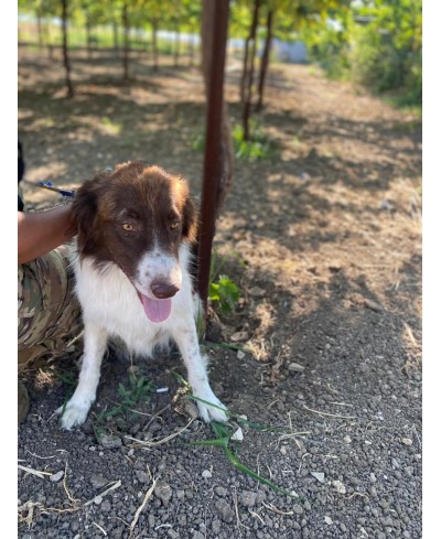 DOTTIE (adoptée)
