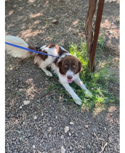 DOTTIE (adoptée)