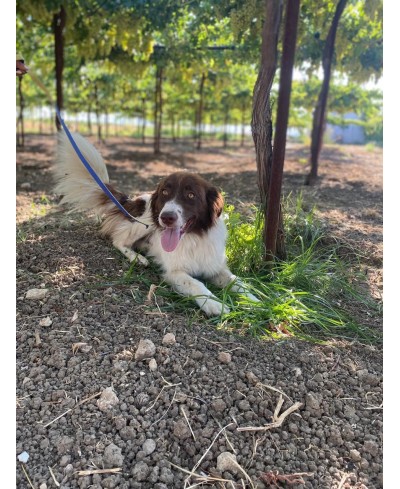 DOTTIE (adoptée)