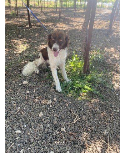 DOTTIE (adoptée)