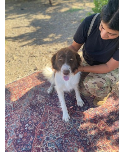 DOTTIE (adoptée)