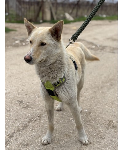 JASMIN (adoptée)