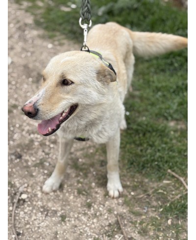JASMIN (adoptée)