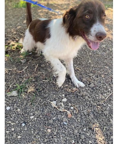DOTTIE (adoptée)