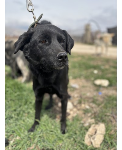 ORIA