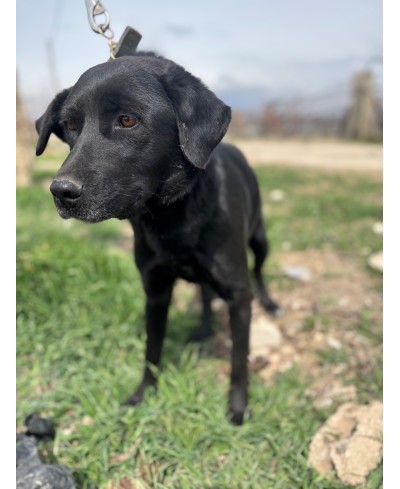 ORIA (adoptée)