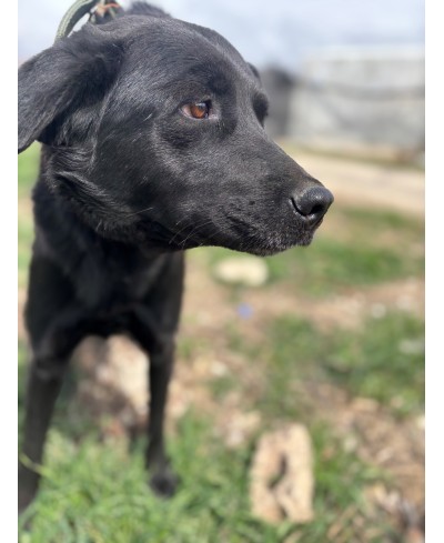 ORIA (adoptée)