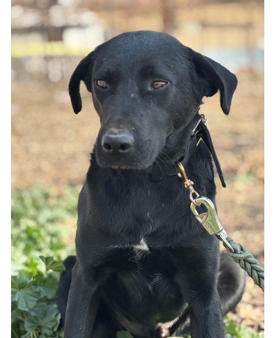 ZORRO