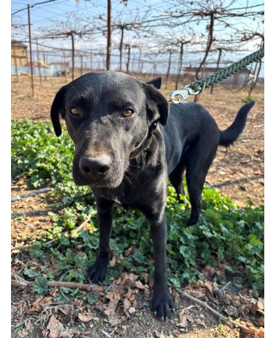 ZORRO (adopté)