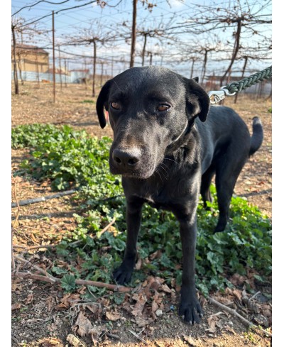 ZORRO (adopté)