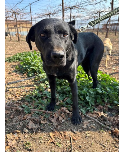 ZORRO (adopté)