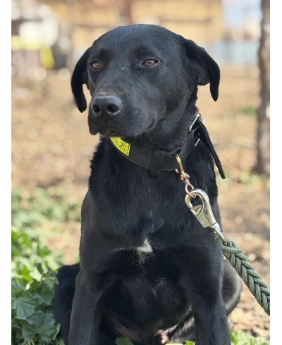 ZORRO