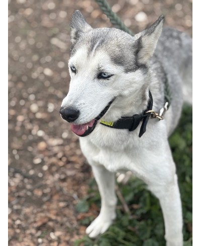 AKIRA
