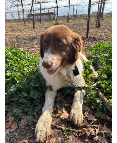 DOTTIE (adoptée)