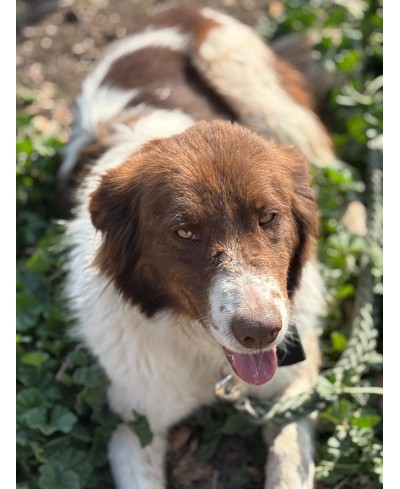 DOTTIE (adoptée)