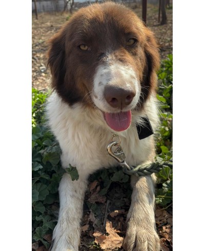DOTTIE