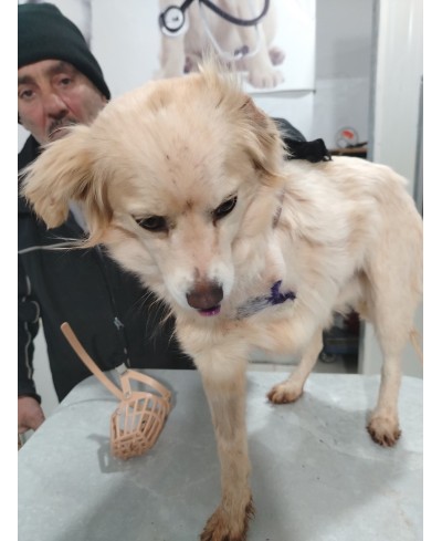 WILLOW (adopté)