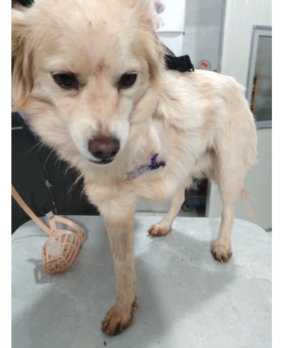 WILLOW (adopté)