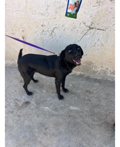 ORIA (adoptée)