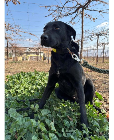 ZORRO (adopté)