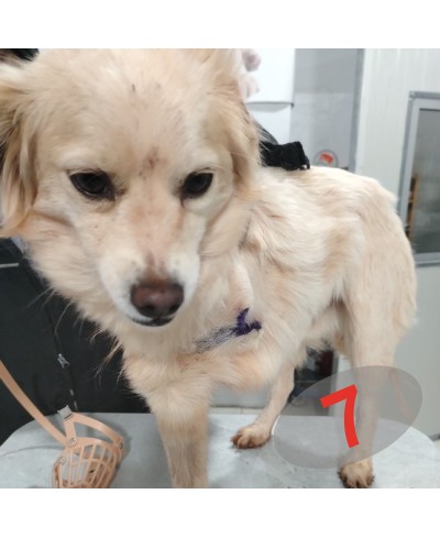ADOPTÉ