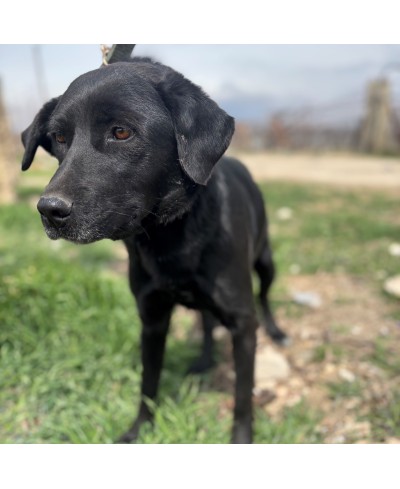 ORIA (adoptée)