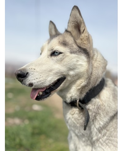 AKIRA