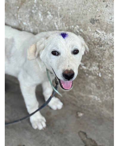MERLIN