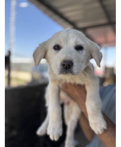 MERLIN