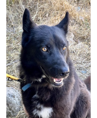 DIESEL (adopté)