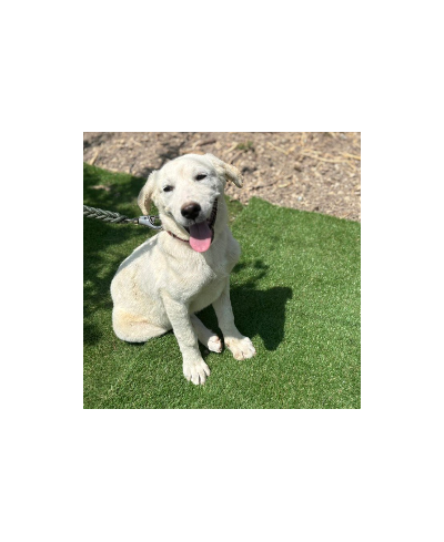 MERLIN