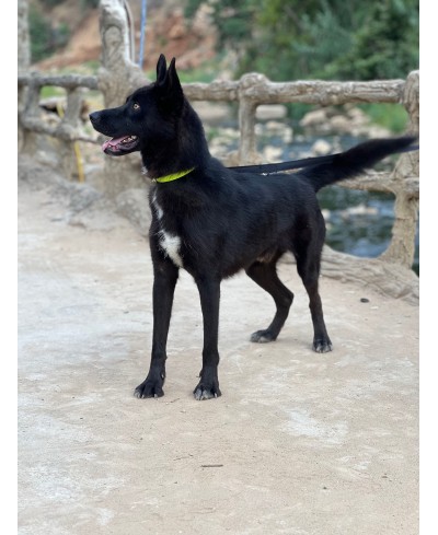 DIESEL (adopté)