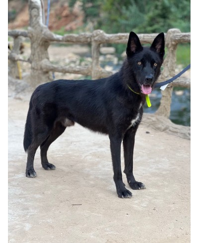 ADOPTÉ