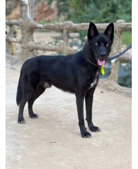 ADOPTÉ