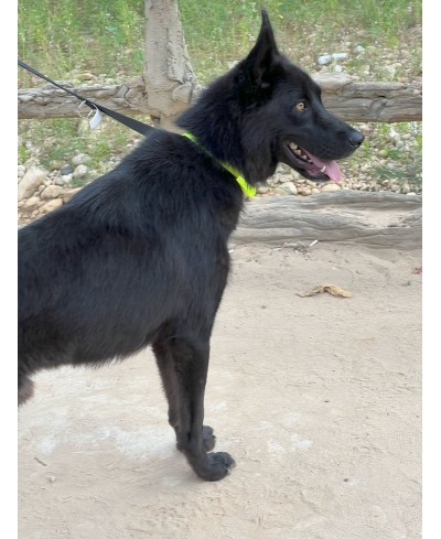 DIESEL (adopté)