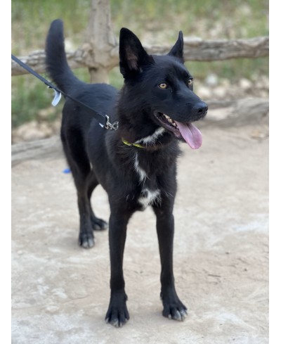 DIESEL (adopté)